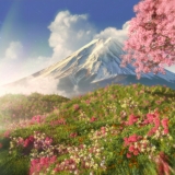 FUJI ????